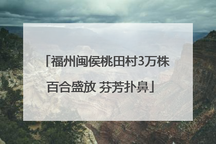 福州闽侯桃田村3万株百合盛放 芬芳扑鼻