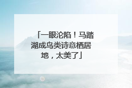 一眼沦陷！马踏湖成鸟类诗意栖居地，太美了