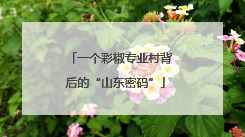 一个彩椒专业村背后的“山东密码”