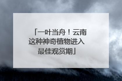 一叶当舟！云南这种神奇植物进入最佳观赏期