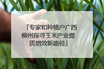 专家和种植户广西柳州探寻玉米产业提质增效新路径