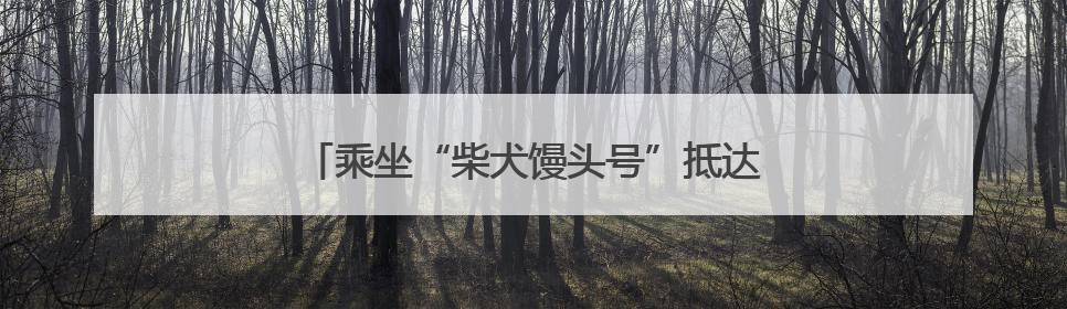 乘坐“柴犬馒头号”抵达治愈，带上宠物去逛个展