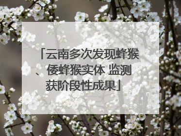 云南多次发现蜂猴、倭蜂猴实体 监测获阶段性成果