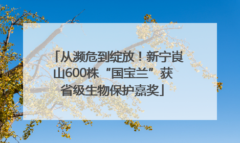 从濒危到绽放！新宁崀山600株“国宝兰”获省级生物保护嘉奖