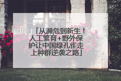 从濒危到新生！人工繁育+野外保护让中国绿孔雀走上种群逆袭之路