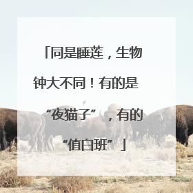 同是睡莲，生物钟大不同！有的是“夜猫子”，有的“值白班”