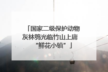 国家二级保护动物灰林鸮光临竹山上庸“鲜花小镇”