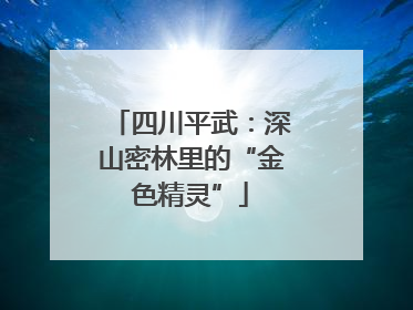 四川平武：深山密林里的“金色精灵”
