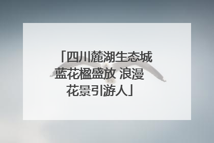 四川麓湖生态城蓝花楹盛放 浪漫花景引游人