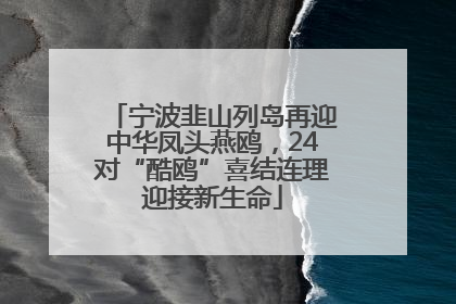 宁波韭山列岛再迎中华凤头燕鸥，24对“酷鸥”喜结连理迎接新生命