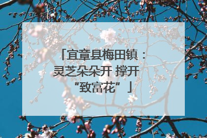 宜章县梅田镇：灵芝朵朵开 撑开“致富花”