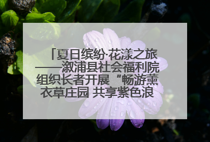 夏日缤纷·花漾之旅——溆浦县社会福利院组织长者开展“畅游薰衣草庄园 共享紫色浪漫”户外活动