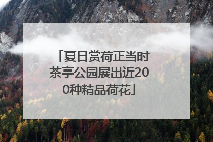 夏日赏荷正当时 茶亭公园展出近200种精品荷花