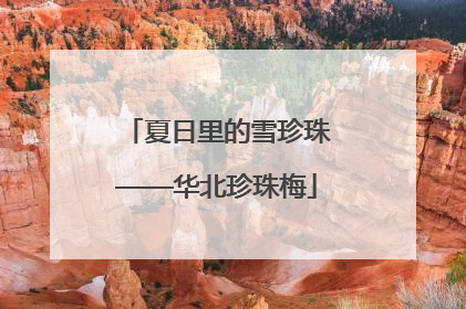 夏日里的雪珍珠——华北珍珠梅