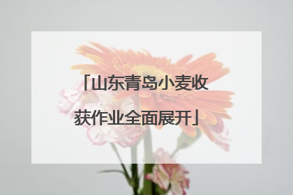山东青岛小麦收获作业全面展开