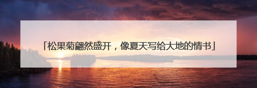 松果菊翩然盛开，像夏天写给大地的情书
