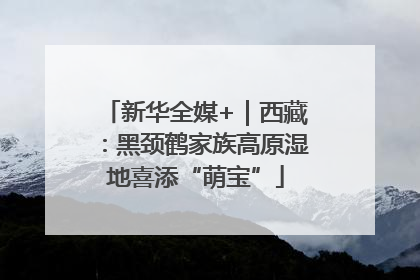 新华全媒+｜西藏：黑颈鹤家族高原湿地喜添“萌宝”