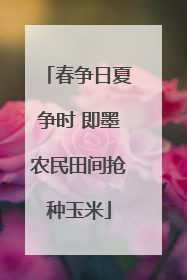 春争日夏争时 即墨农民田间抢种玉米