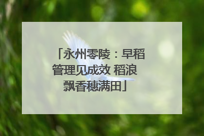 永州零陵：早稻管理见成效 稻浪飘香穗满田