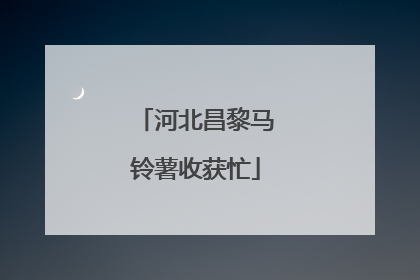 河北昌黎马铃薯收获忙