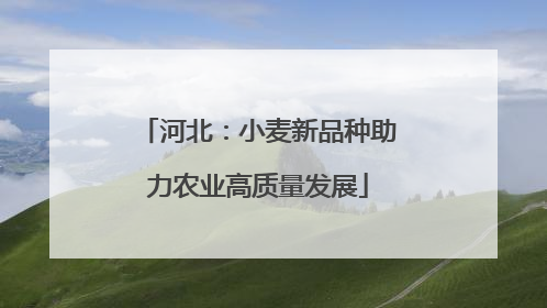 河北：小麦新品种助力农业高质量发展