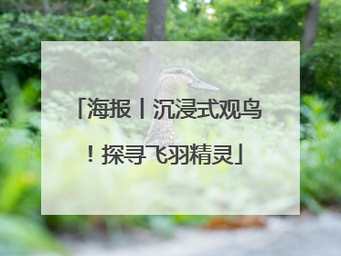 海报丨沉浸式观鸟！探寻飞羽精灵