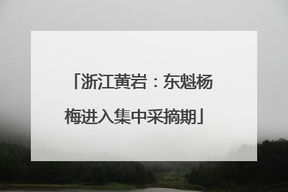 浙江黄岩：东魁杨梅进入集中采摘期