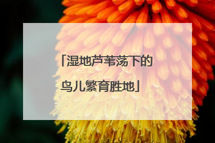 湿地芦苇荡下的鸟儿繁育胜地