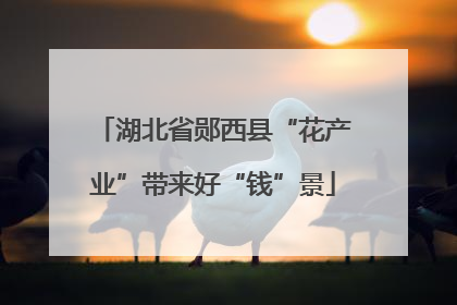 湖北省郧西县“花产业”带来好“钱”景