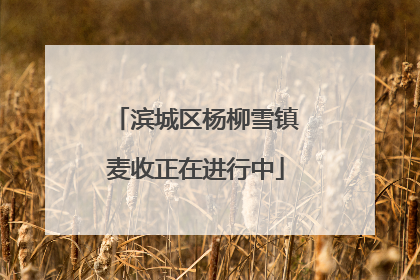 滨城区杨柳雪镇麦收正在进行中
