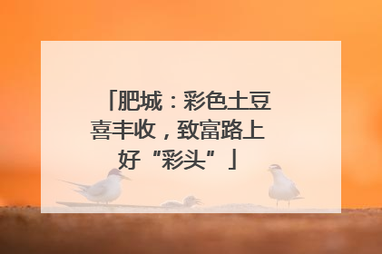 肥城：彩色土豆喜丰收，致富路上好“彩头”