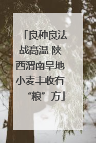 良种良法战高温 陕西渭南旱地小麦丰收有“粮”方
