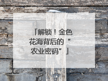 解锁！金色花海背后的“农业密码”