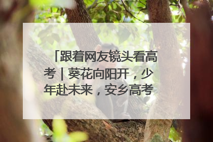 跟着网友镜头看高考｜葵花向阳开，少年赴未来，安乡高考首日的希望图景