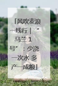 风吹麦浪一线行｜“马兰 1 号”：少浇一次水 多产一成粮