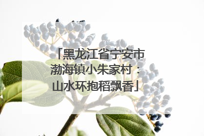 黑龙江省宁安市渤海镇小朱家村：山水环抱稻飘香
