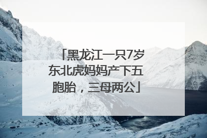 黑龙江一只7岁东北虎妈妈产下五胞胎，三母两公