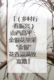 （乡村行·看振兴）山西高平：金银花里采“金银” 花香溢满致富路